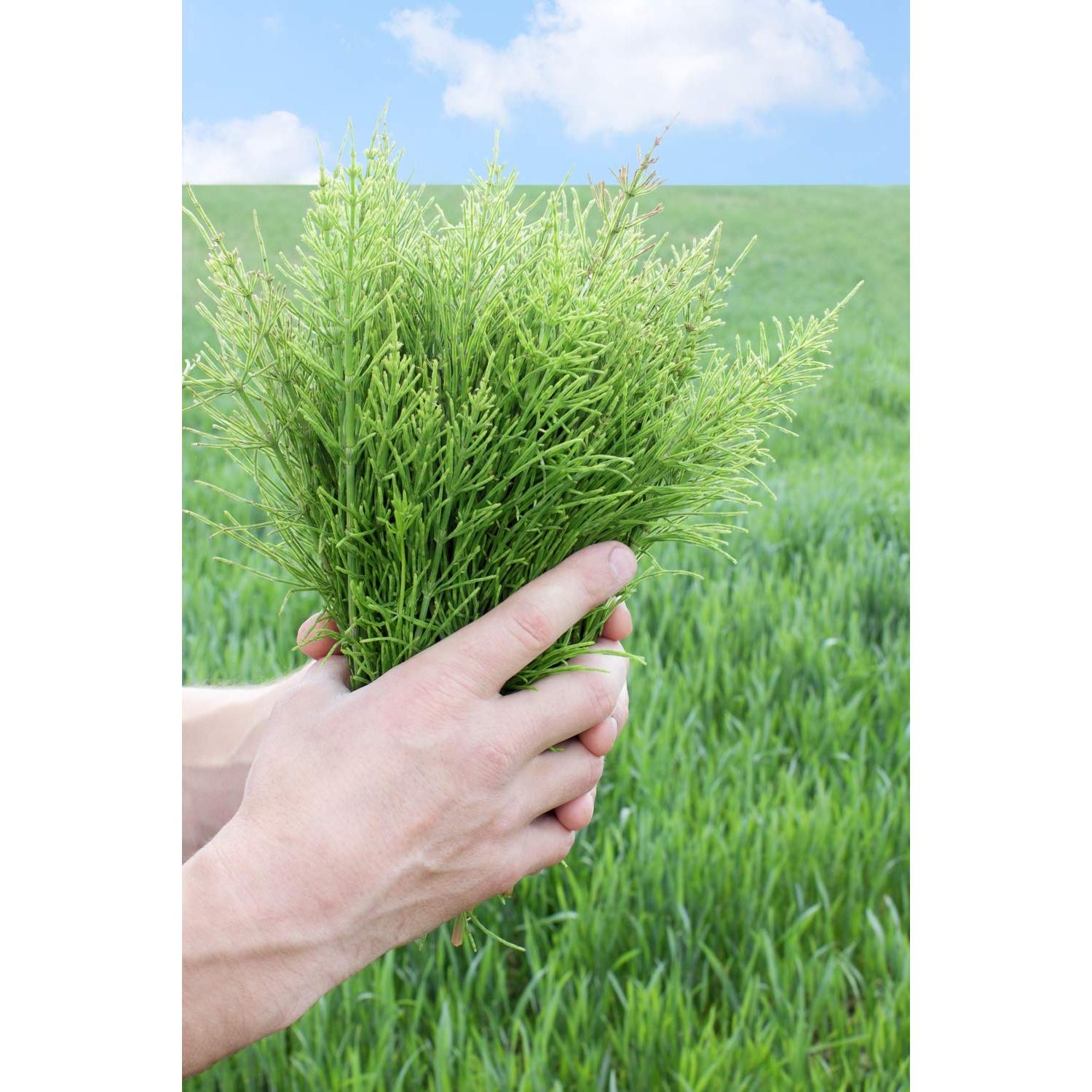 Té Herbal Cola de Caballo Health Embassy 100g - Natural y Libre de OGM