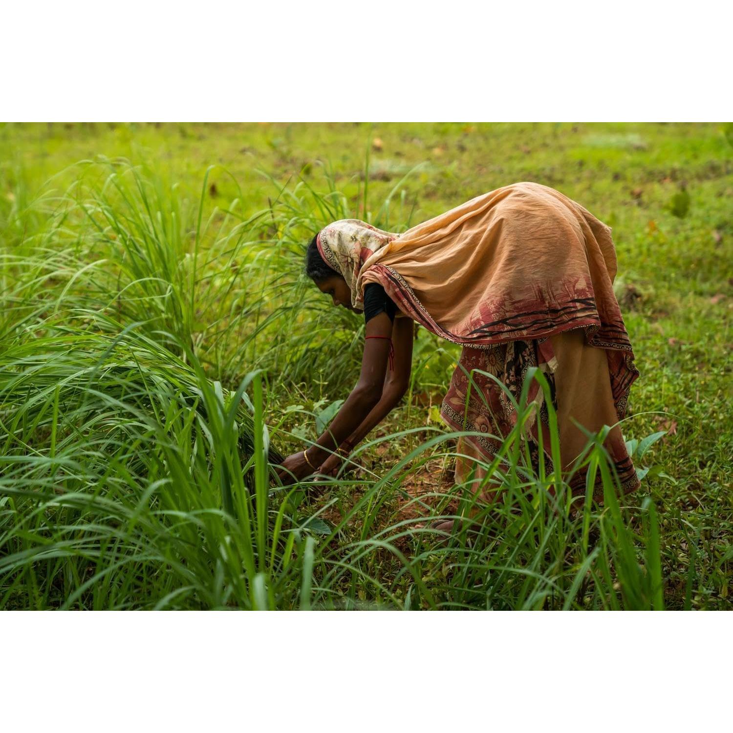 Aceite Esencial doTERRA Hierba Limón 15 mL - Aromático y Purificante