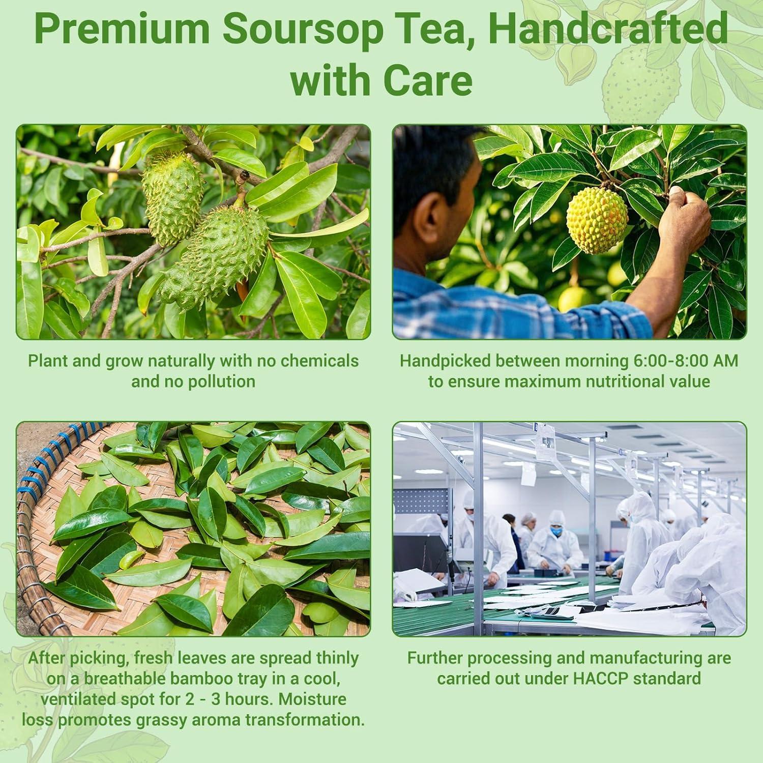 Té de Hojas de Guanábana Solisleaf - 100 Bolsitas Naturales