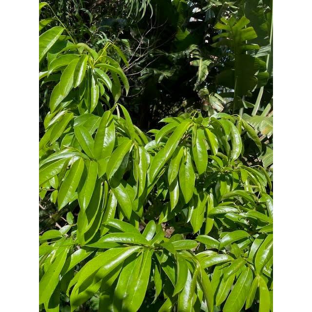 Extracto Botánico de Graviola Orgánico Mauifarmacy 30ml