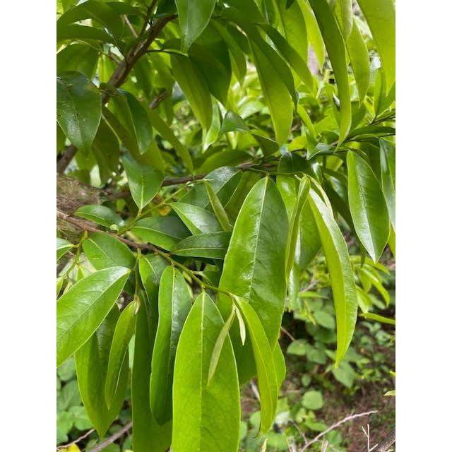 Extracto Botánico de Graviola Orgánico Mauifarmacy 30ml