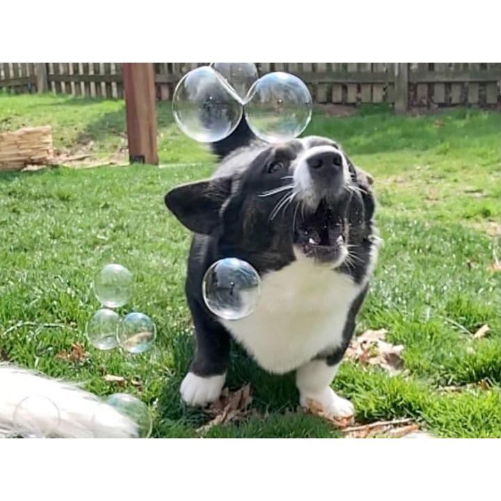 Máquina de Burbujas para Perros Bubbletastic con Aroma a Bacon