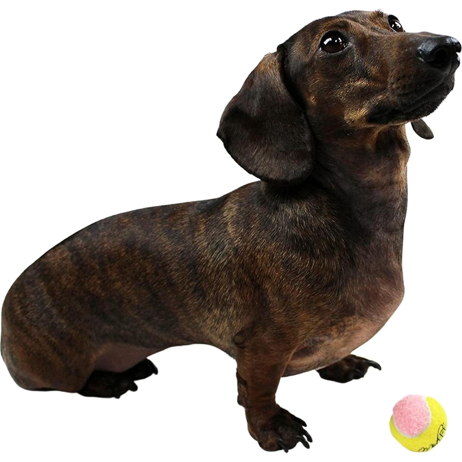 Pelotas de tenis para perros Midlee X-Small 3.81 cm - Paquete de 12