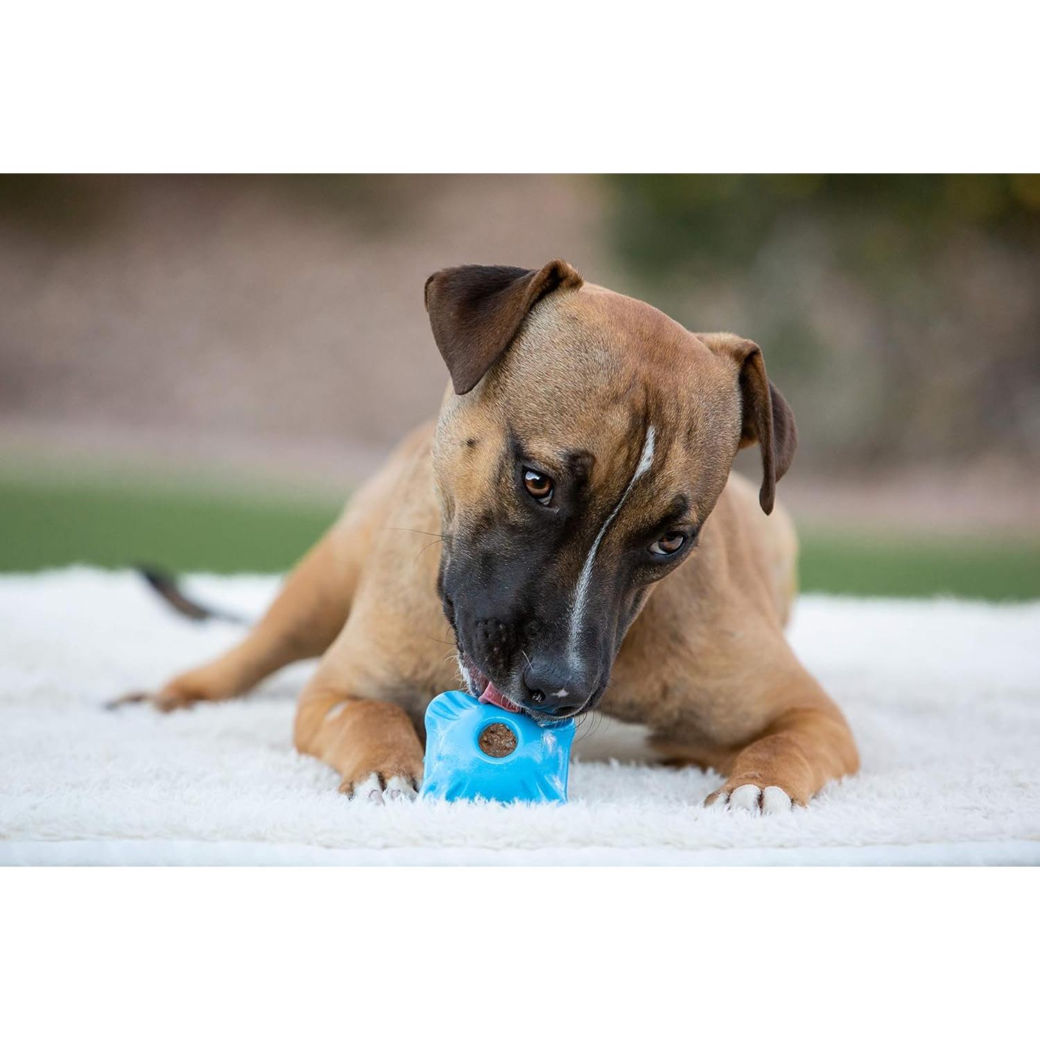 Juguete para Perros Jolly Pets Squarble Mediano Azul