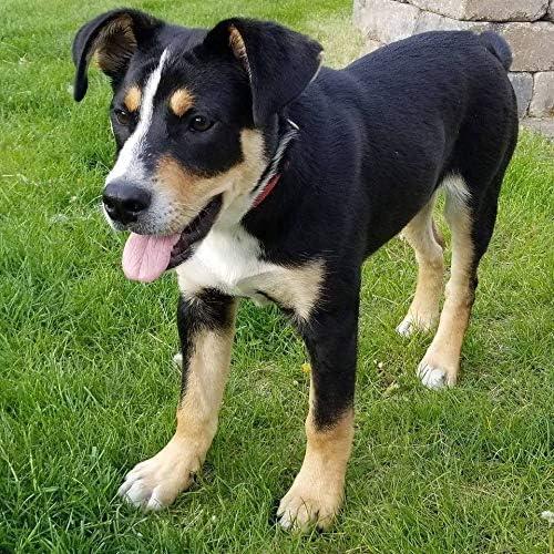 Peluches de Refugio Barkley - Perro Mestizo 25.4 cm