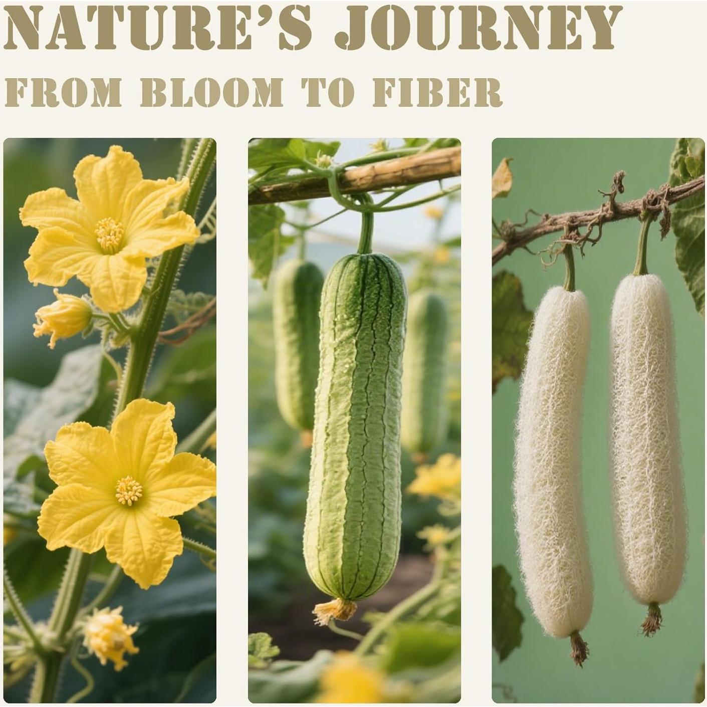 Esponja de Lufa Natural Exfoliante ReedChacha - Paquete de 2