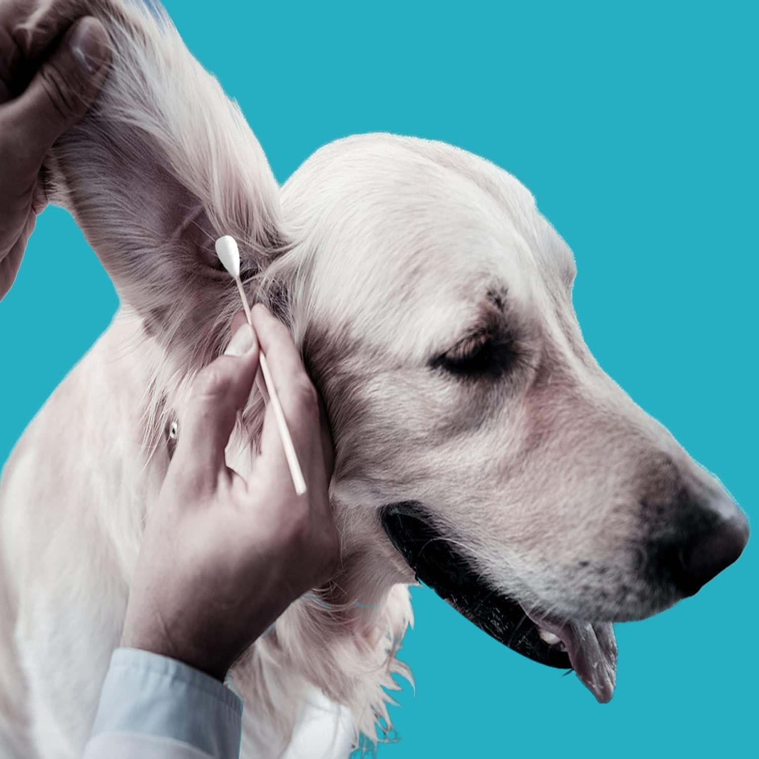 Hisopos de Algodón Grandes para Perros Quanzhou - 150 Piezas