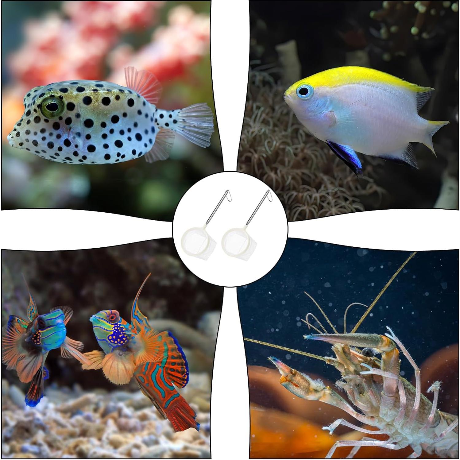 2 Redes de Pesca Redondas QfwdfcTrenz para Acuario 7.62 cm