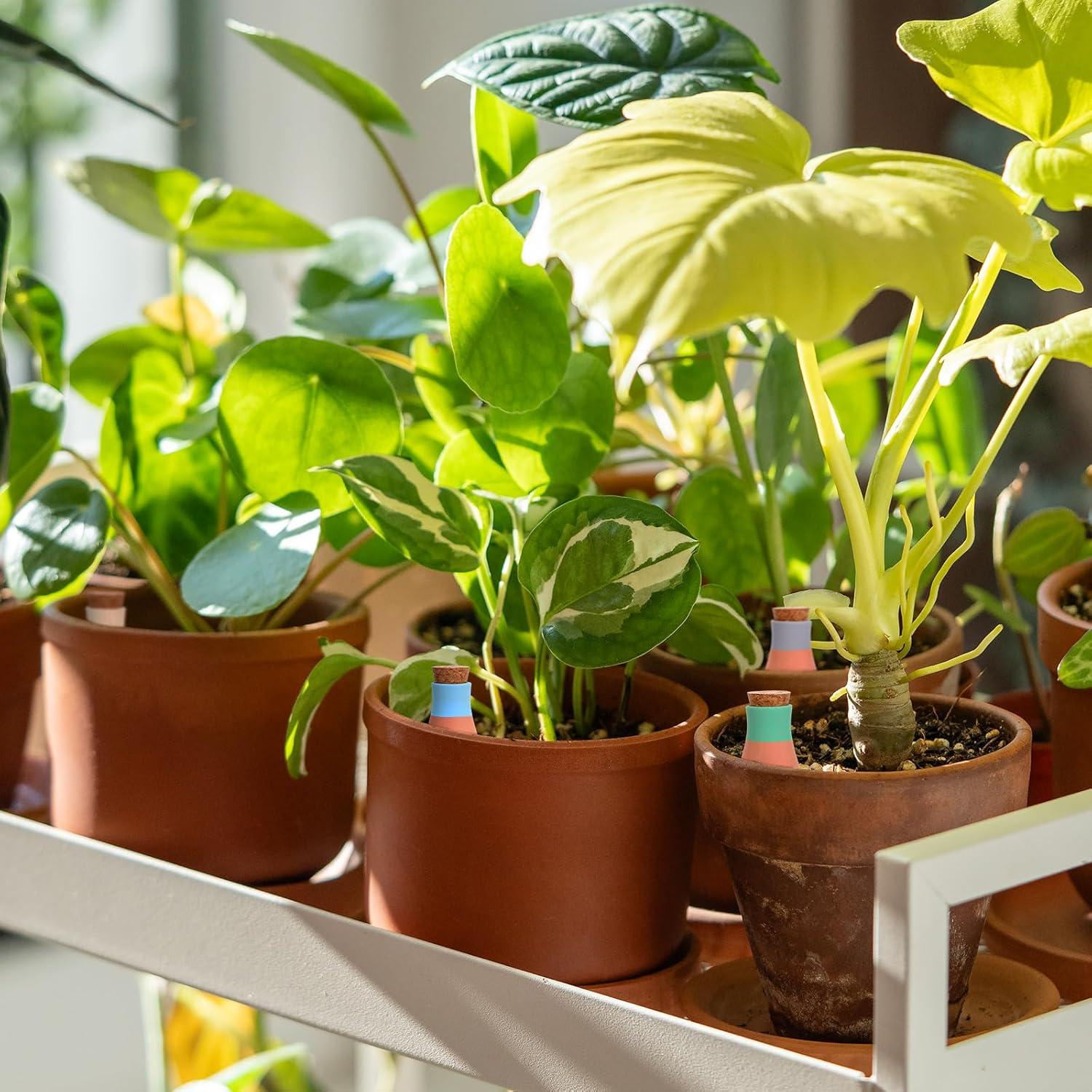 4 Esferas de Riego de Terracota AojSup 16.5cm Automáticas