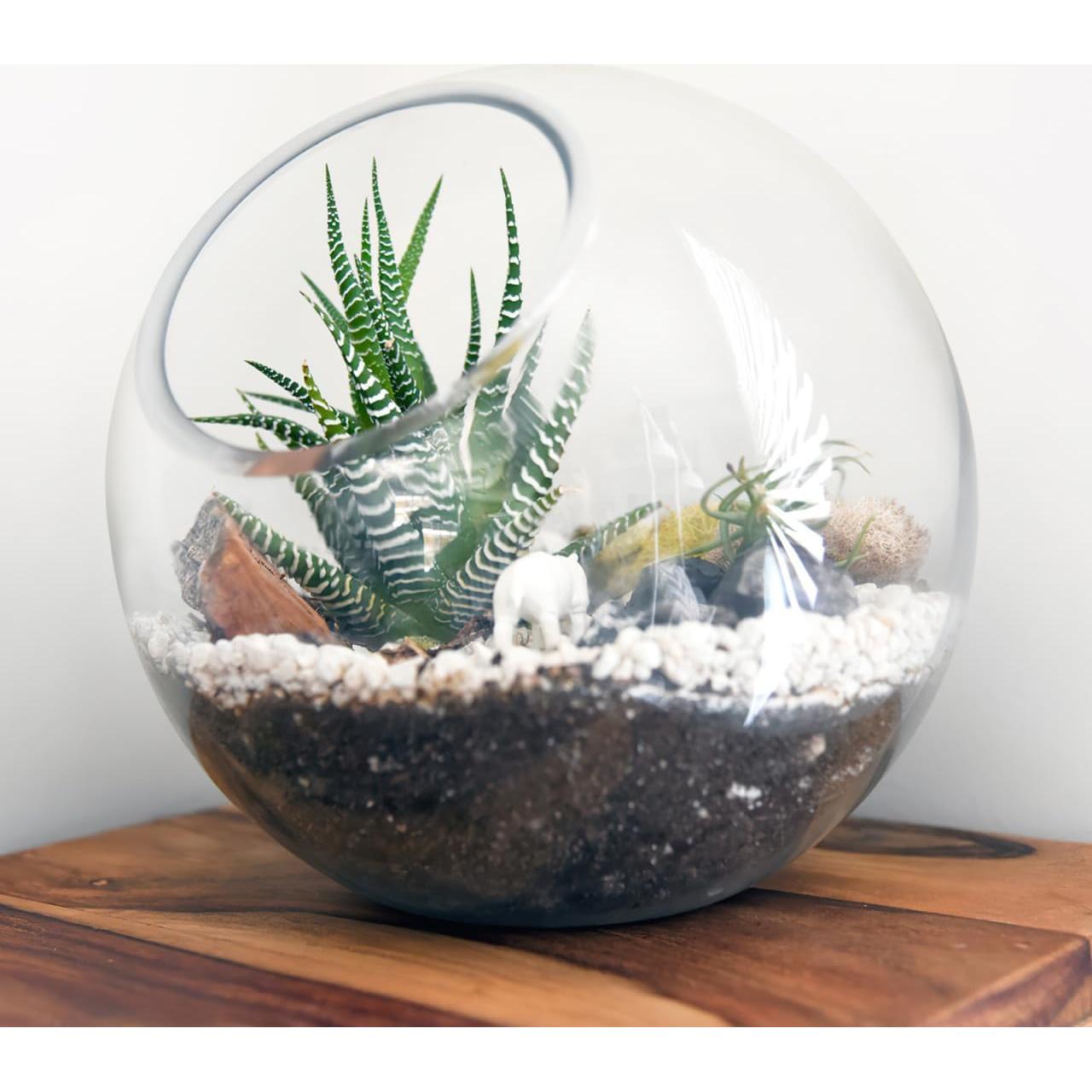 Esferas de Riego Angoily para Plantas - 3 Pcs Vidrio 8-12 cm