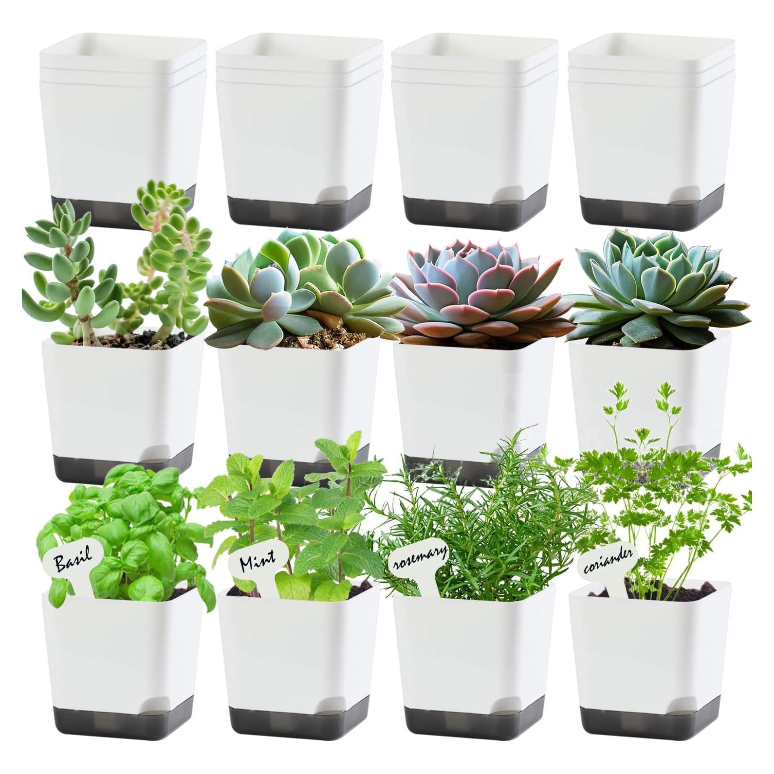 Macetas pequeñas Oliz 7.87 cm, paquete de 20 macetas blancas