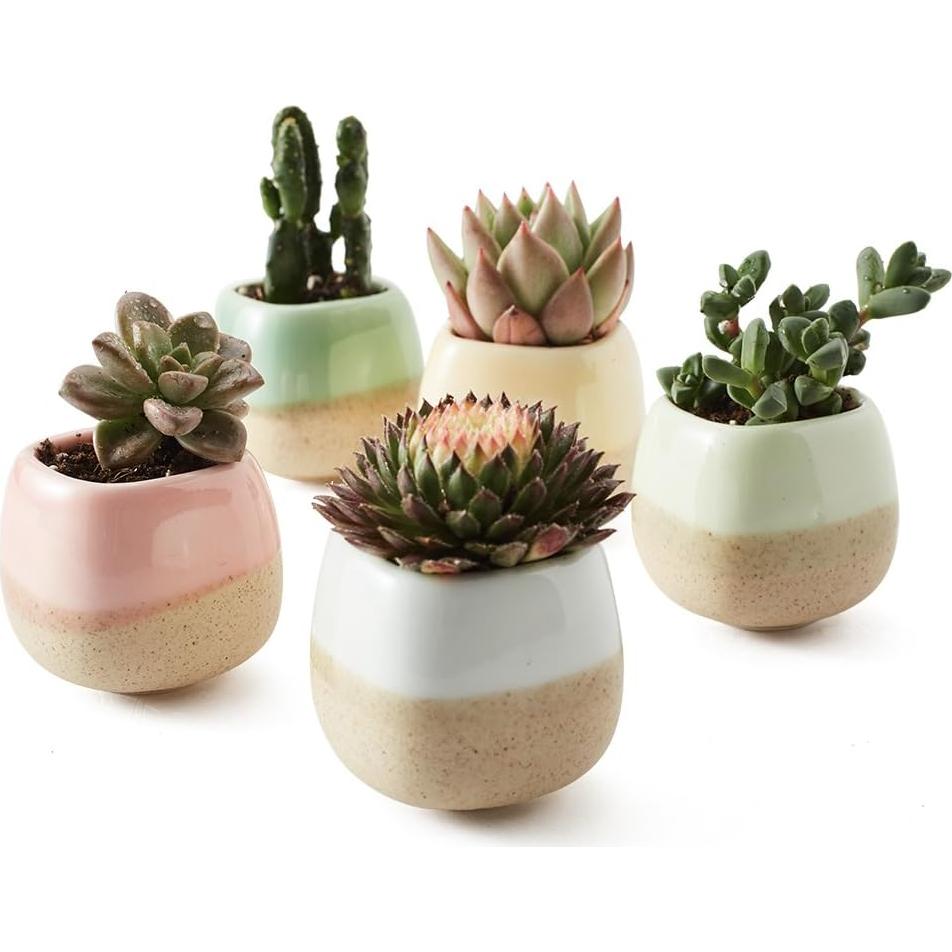 Set de 5 macetas de cerámica SUN-E 5.58 cm esmaltadas