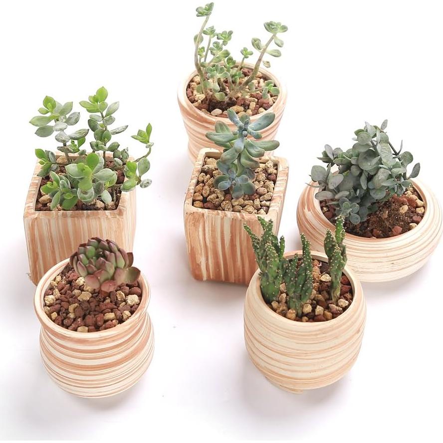 Set de 6 Macetas de Cerámica SUN-E 7.1 cm para Suculentas