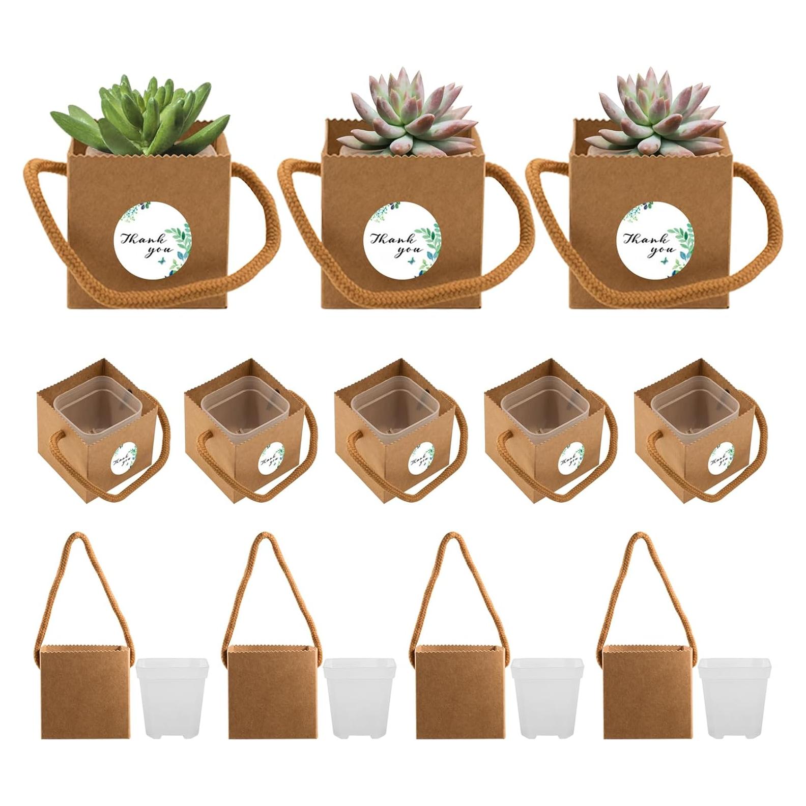 Set de 20 Macetas Mini Suculentas SnowTing con Bolsas Kraft