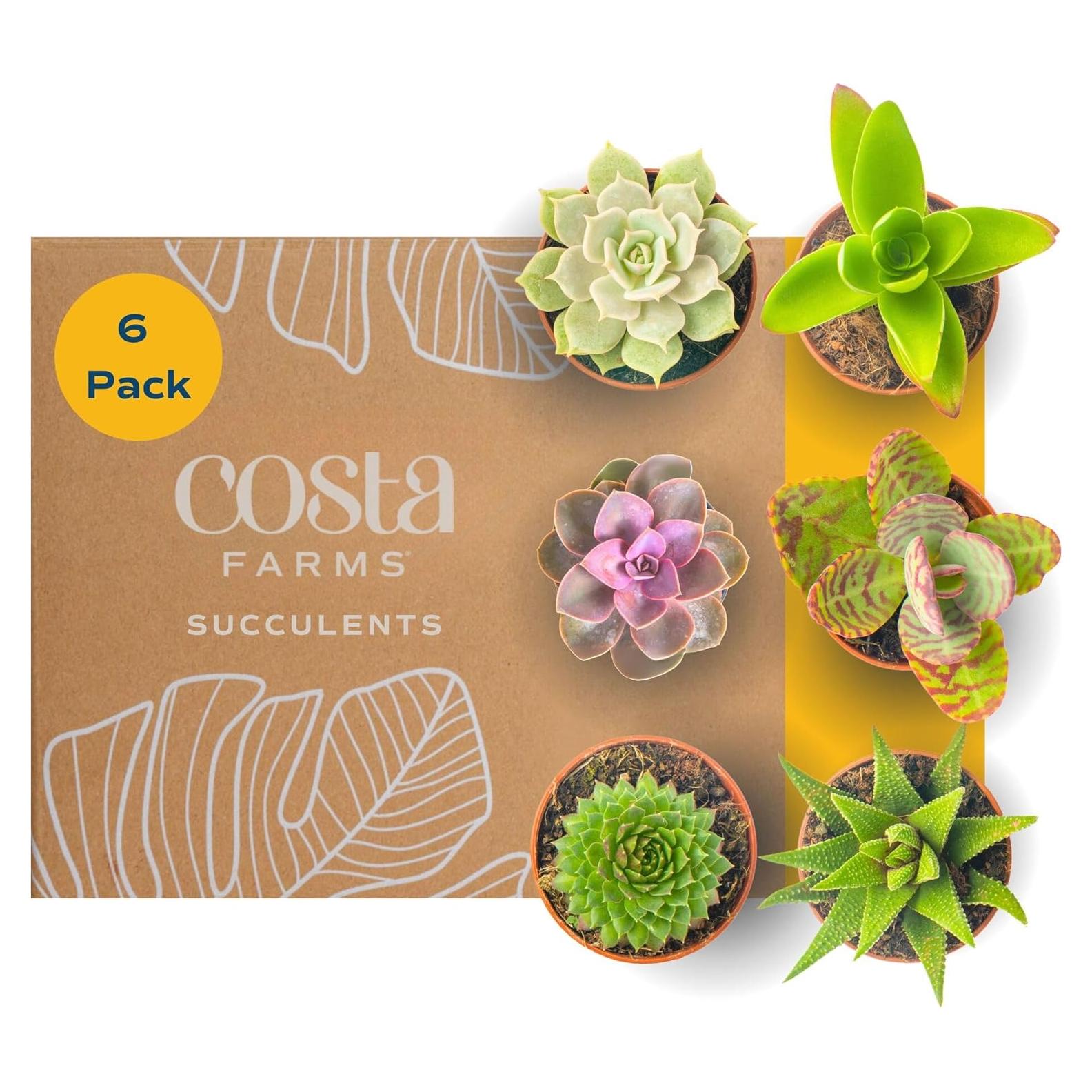 Plantas Suculentas Mini Costa Farms - Paquete de 6, 5 cm