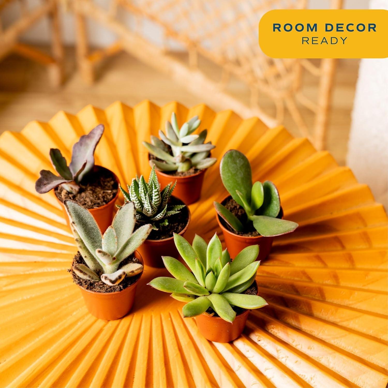 Plantas Suculentas Mini Costa Farms - Paquete de 6, 5 cm