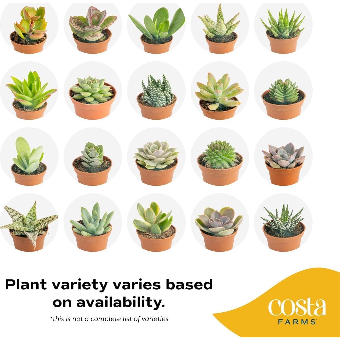 Plantas Suculentas Mini Costa Farms - Paquete de 6, 5 cm