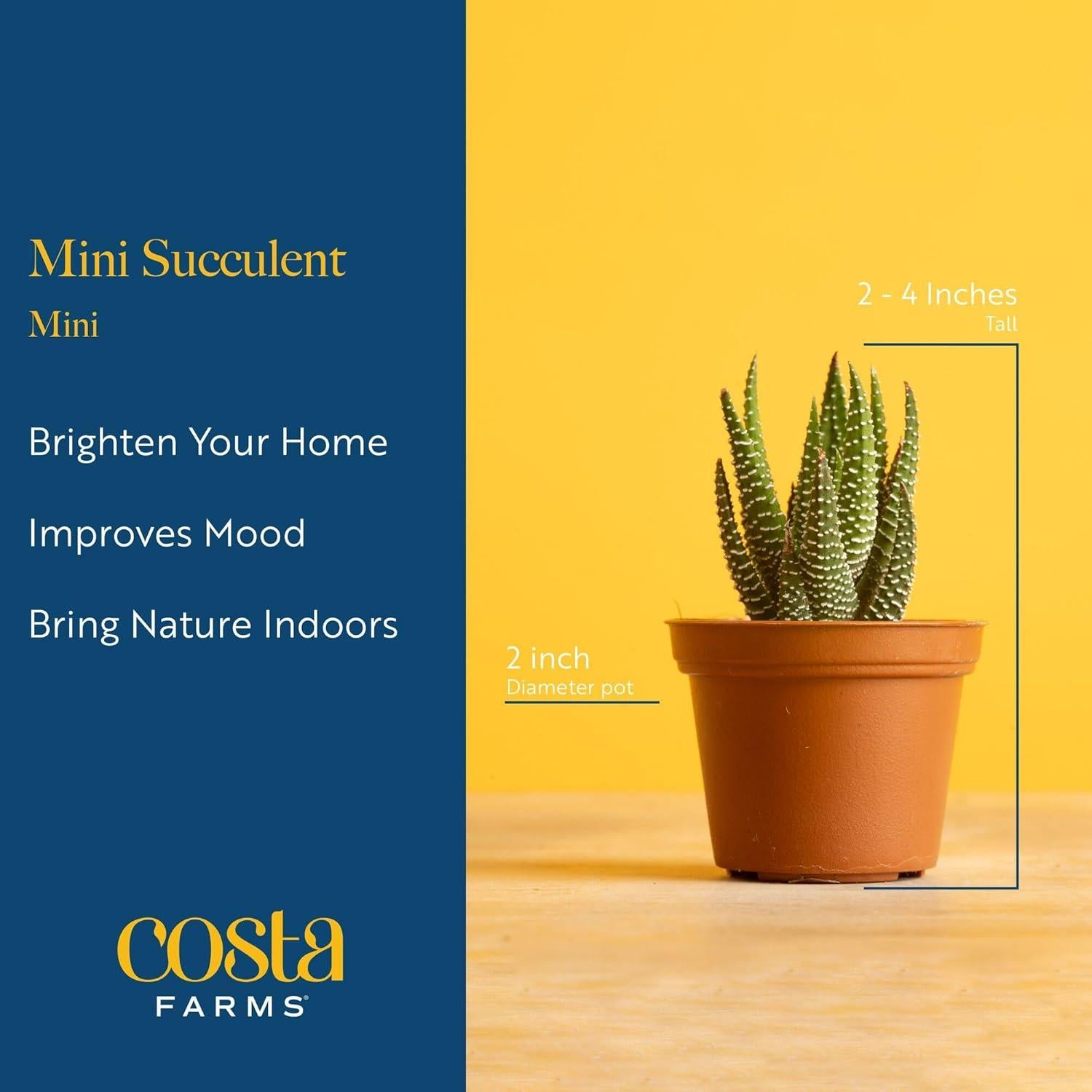 Plantas Suculentas Mini Costa Farms - Paquete de 6, 5 cm