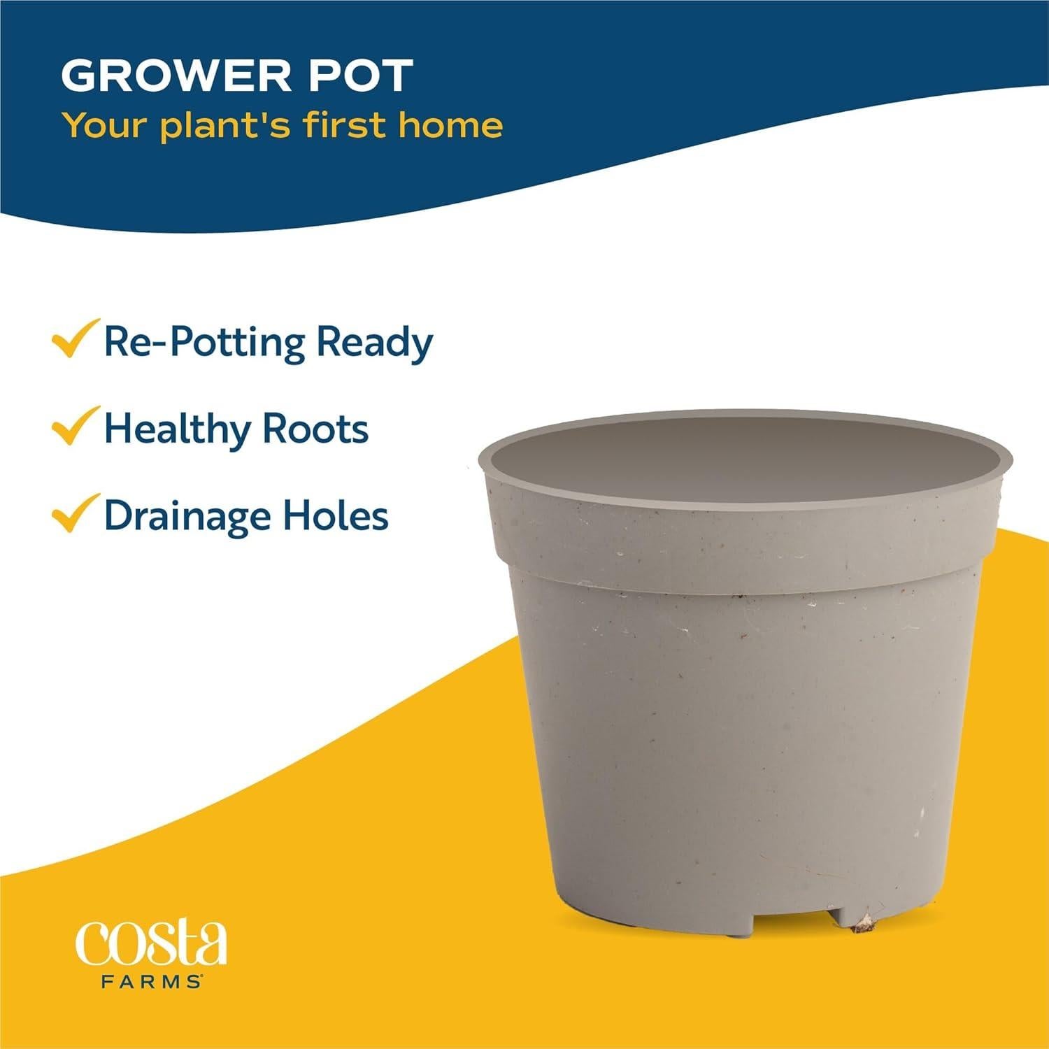 Plantas Suculentas Mini Costa Farms - Paquete de 6, 5 cm