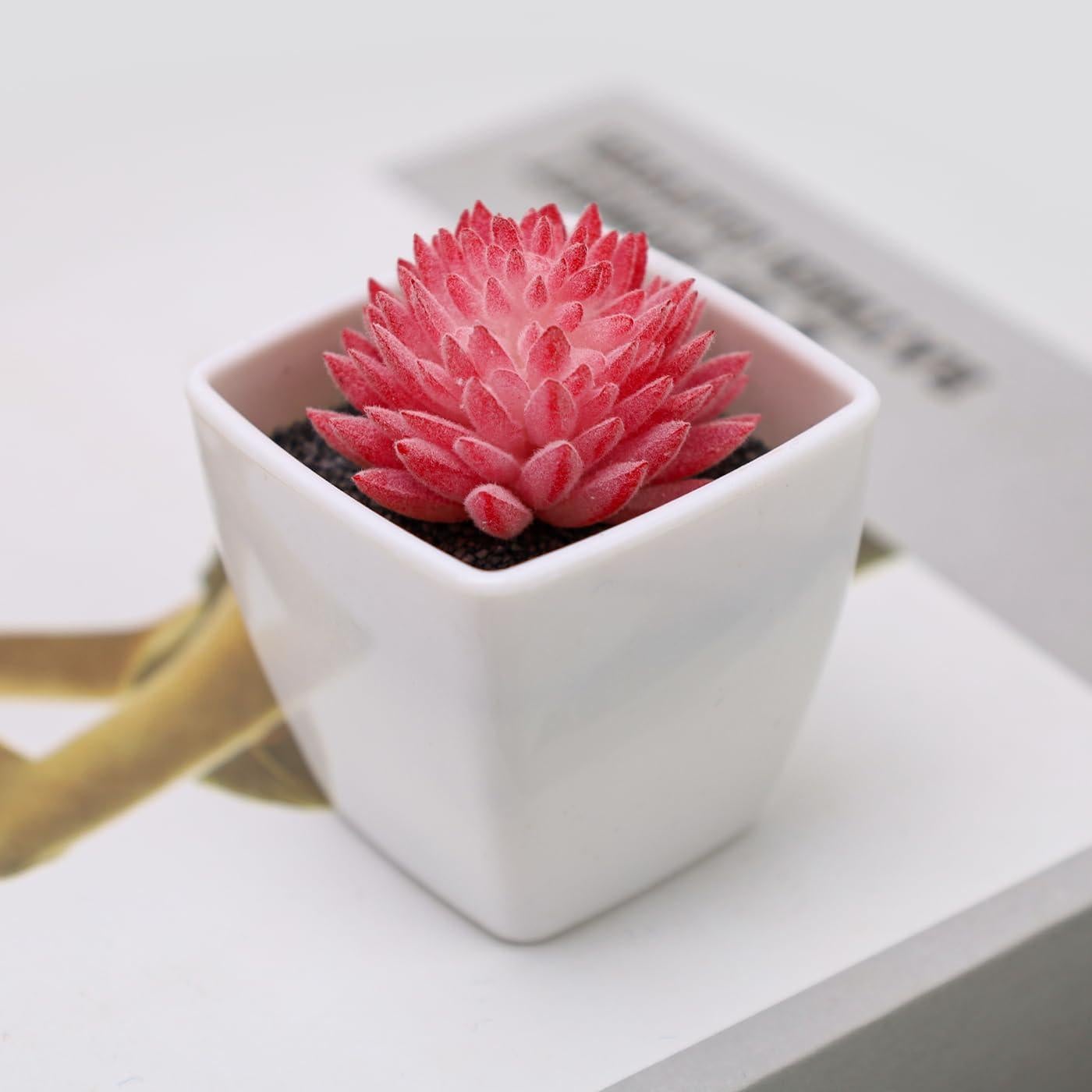 Juego de 6 Suculentas Artificiales Woration en Macetas Blancas