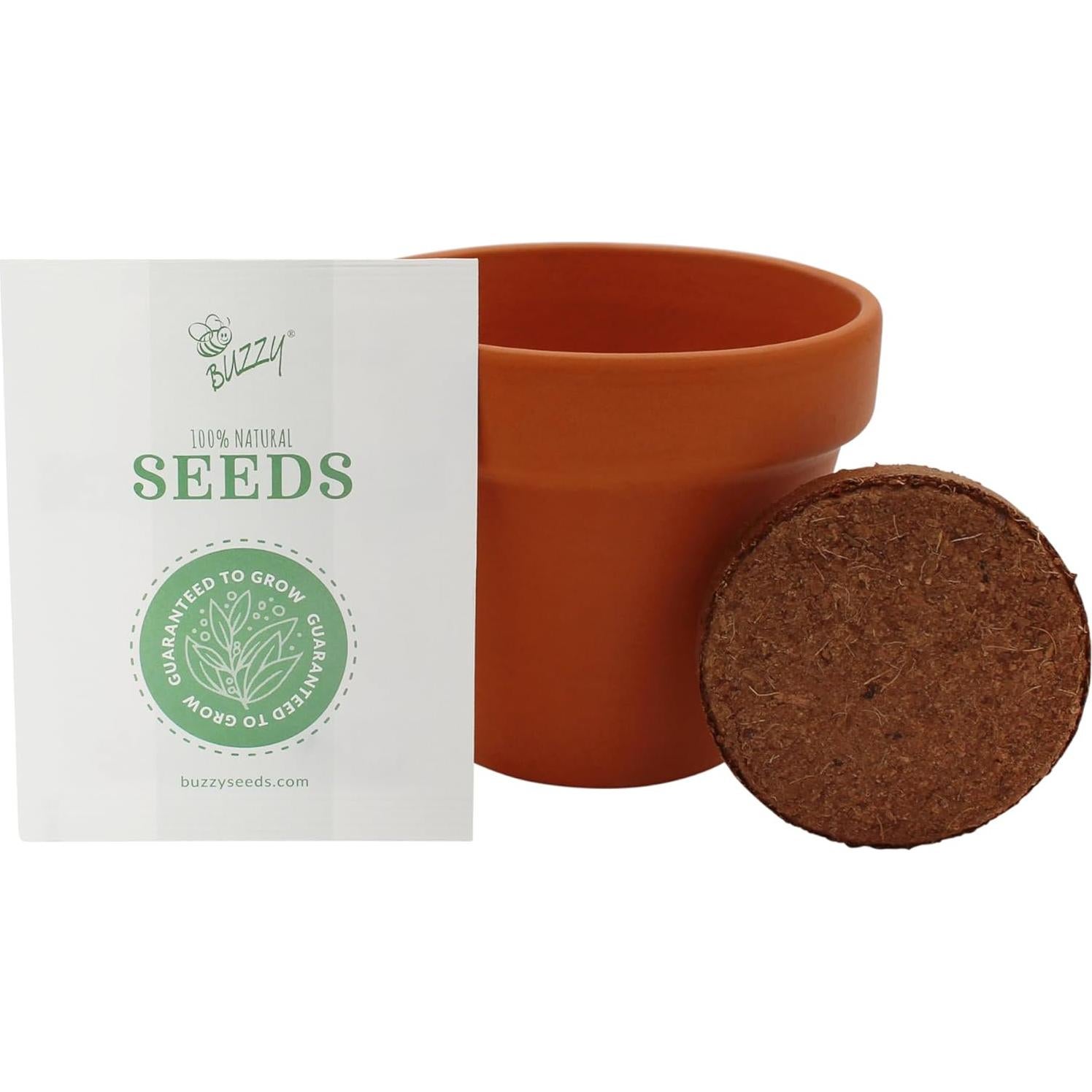 Kit de Crecimiento de Abeto Buzzy Seeds 4 Macetas Terracota