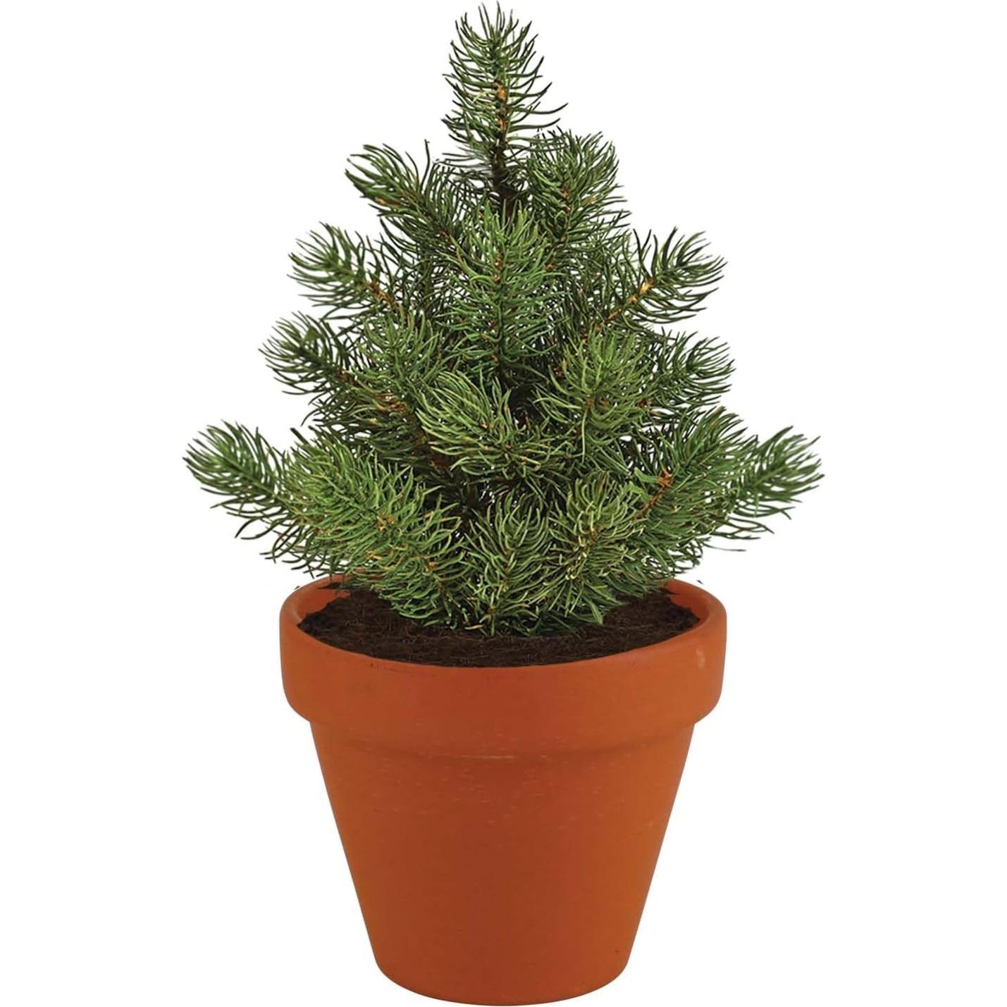 Kit de Crecimiento de Abeto Buzzy Seeds 4 Macetas Terracota