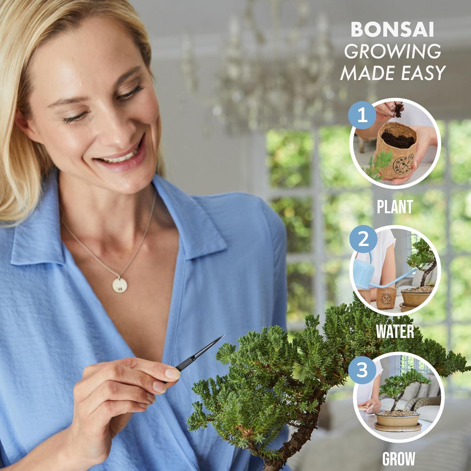 Kit de Bonsai Mediano Garden Republic - Cultiva 3 Mini Bonsais