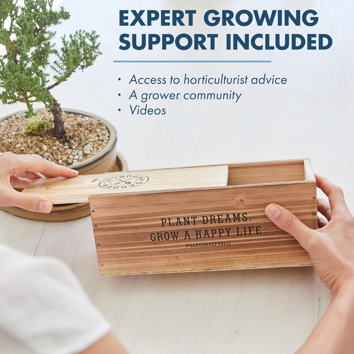 Kit de Bonsai Mediano Garden Republic - Cultiva 3 Mini Bonsais