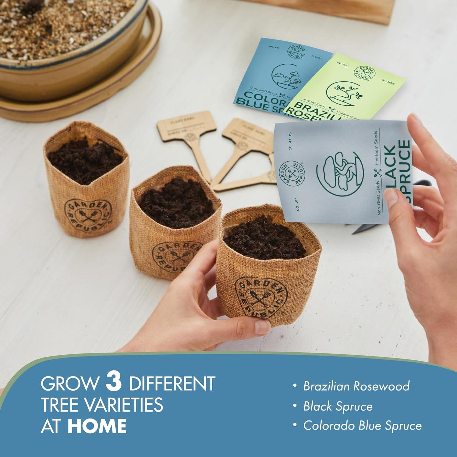 Kit de Bonsai Mediano Garden Republic - Cultiva 3 Mini Bonsais