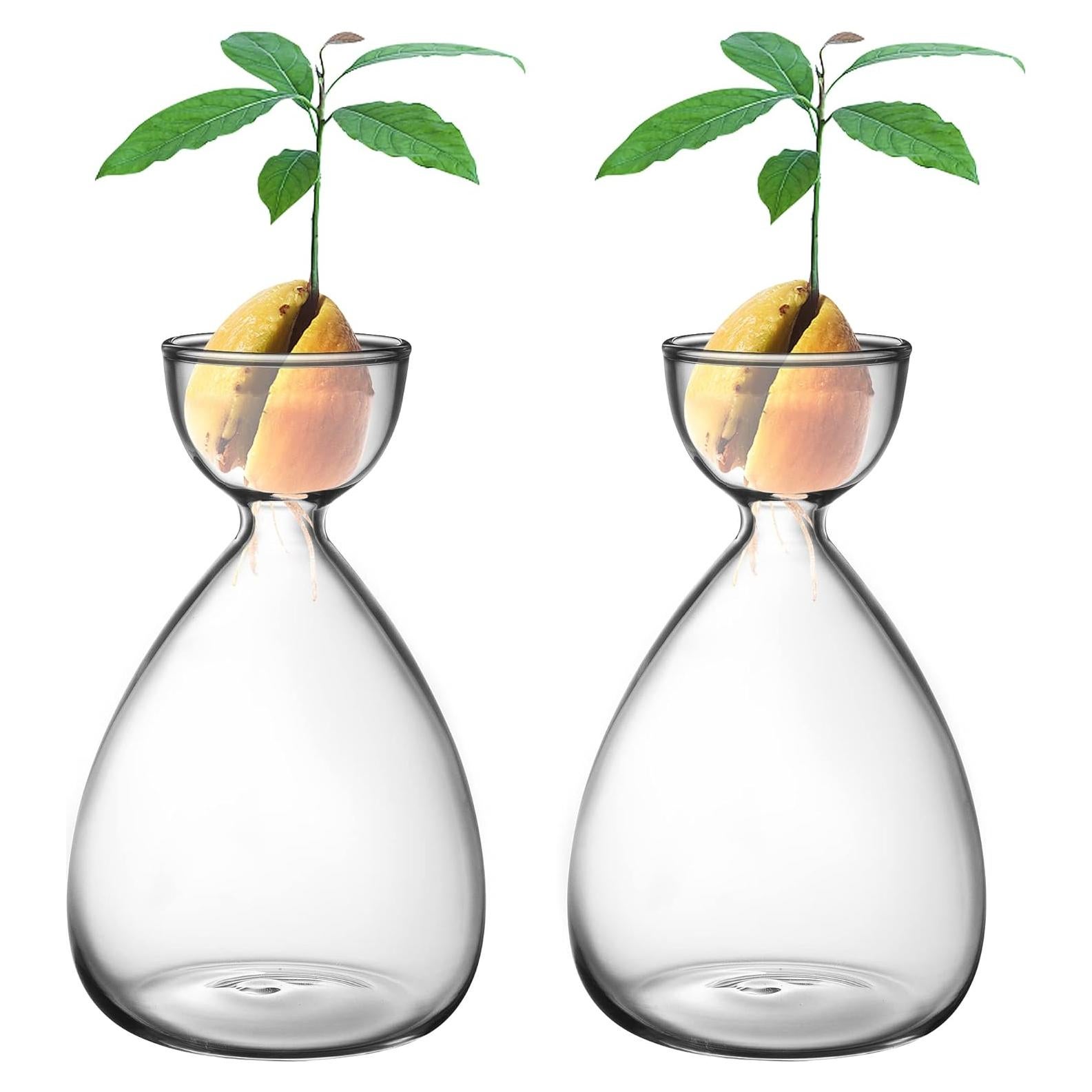 Kit de Jarrones de Vidrio para Semillas de Aguacate RunNico - 2 Piezas
