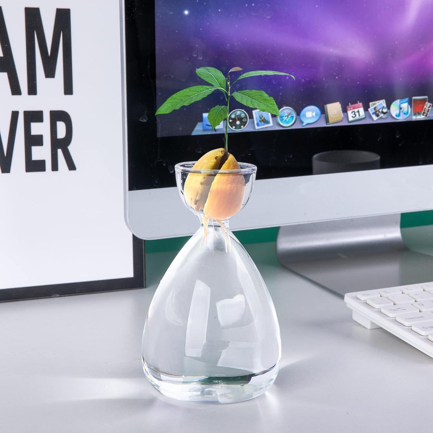 Kit de Jarrones de Vidrio para Semillas de Aguacate RunNico - 2 Piezas