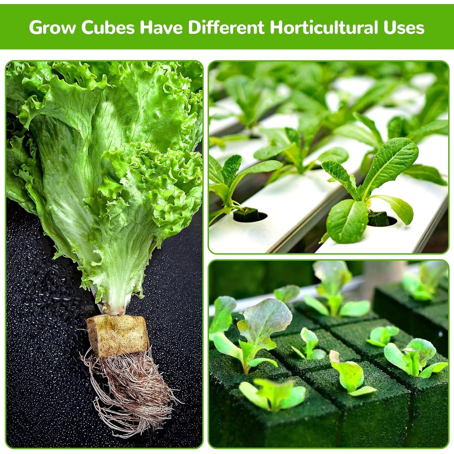 Kit de Cubos de Lana de Roca 1" HolyMaji - 140 Tapones y 2 Bandejas