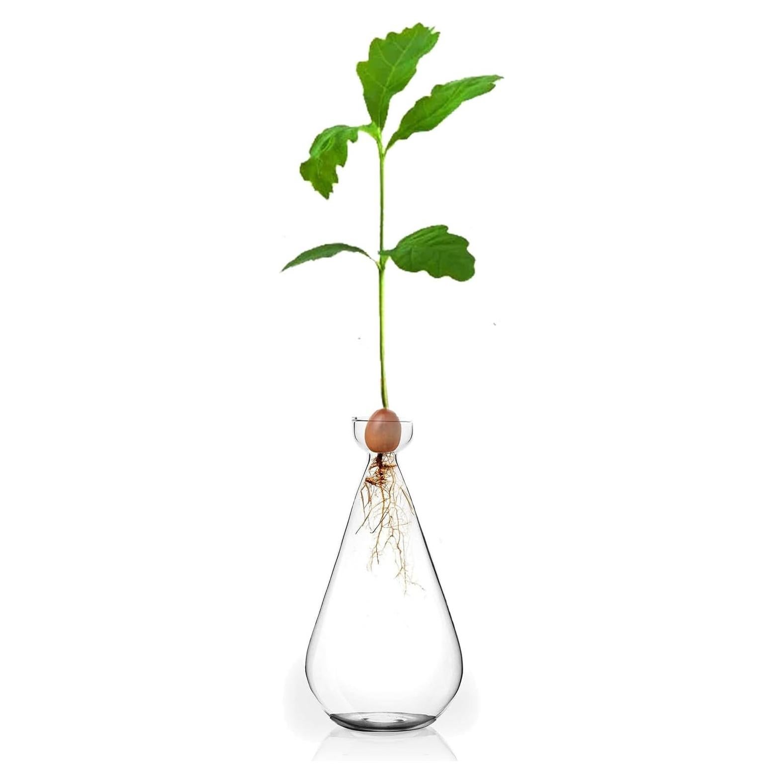 Jarrón de Propagación de Bellota Gartely 8x15 cm Vidrio Claro