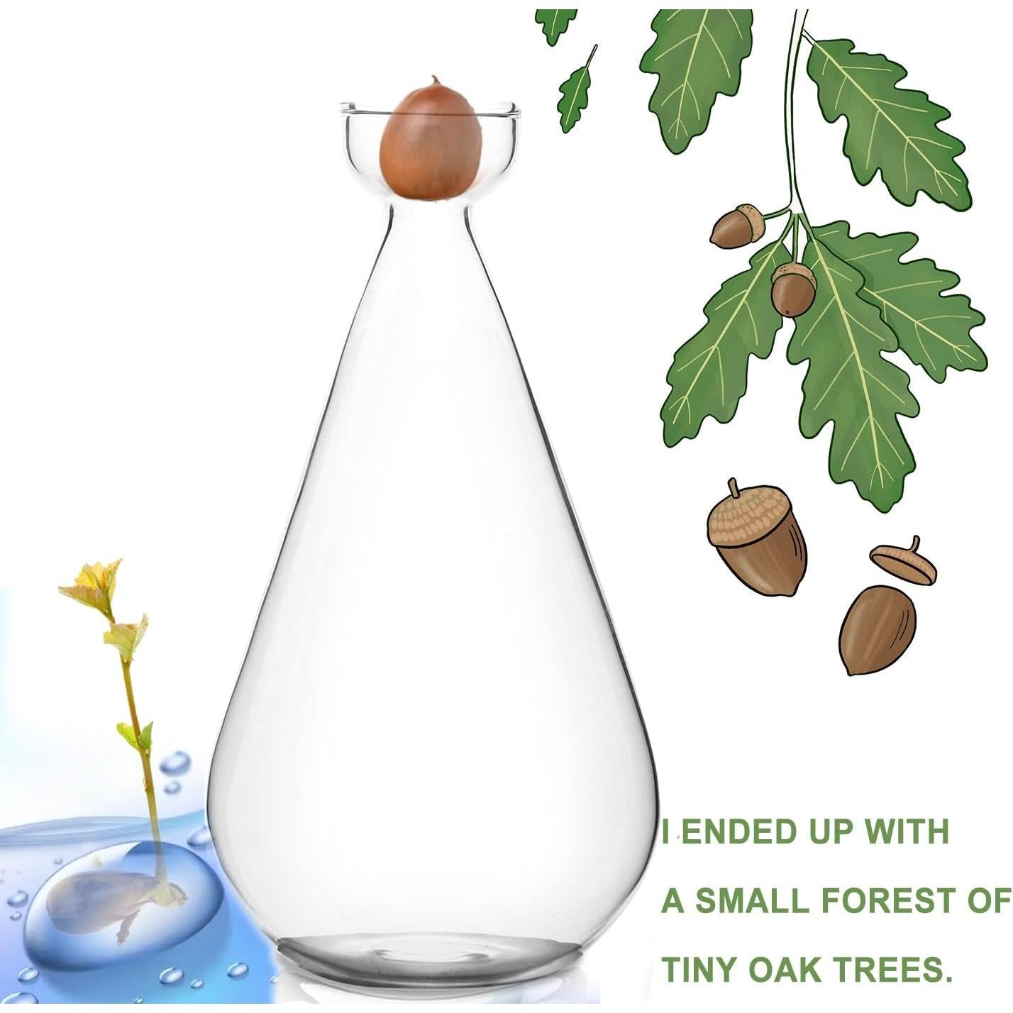 Jarrón de Propagación de Bellota Gartely 8x15 cm Vidrio Claro