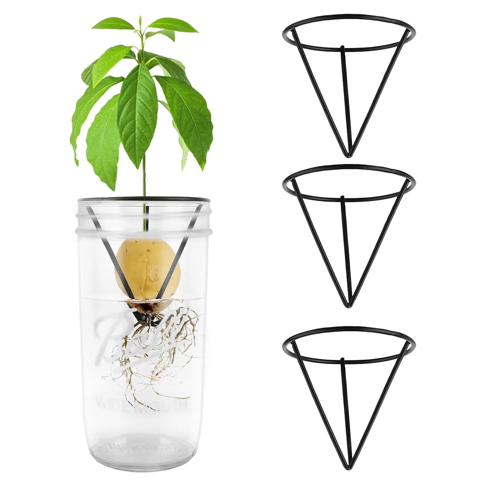 Soporte para Semillas de Aguacate Plus Trad - 4 Piezas para Tarro Mason