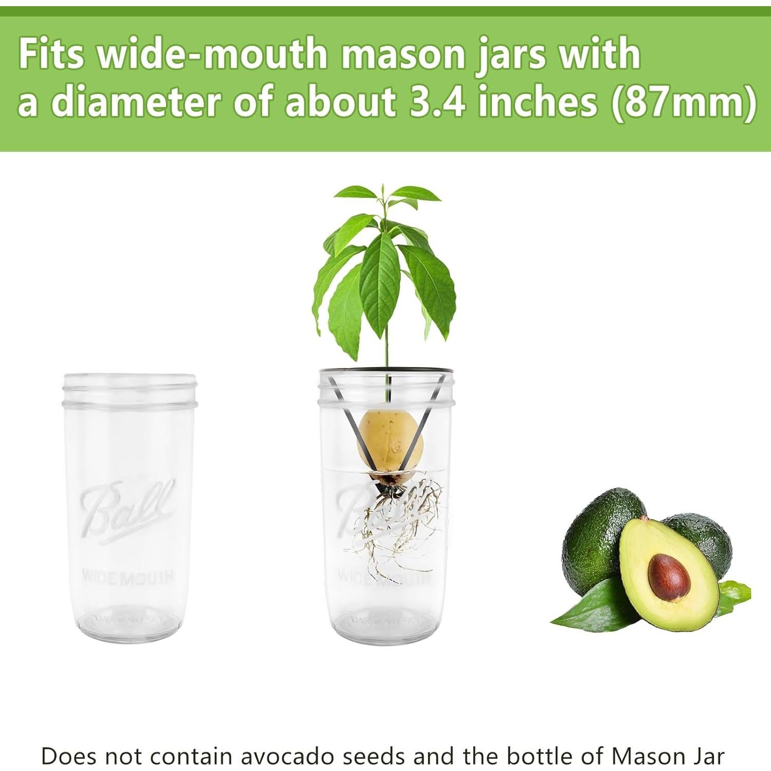 Soporte para Semillas de Aguacate Plus Trad - 4 Piezas para Tarro Mason