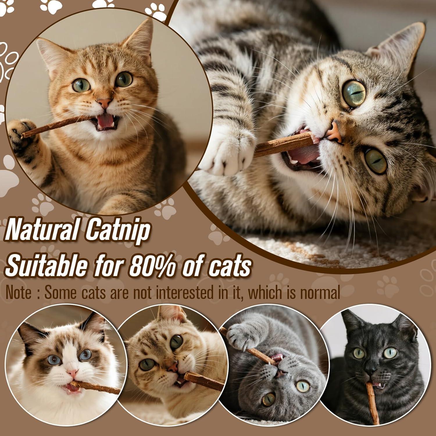 CARGEN Palos de Silvervine para Gatos - 12 Unidades, Cuidado Dental