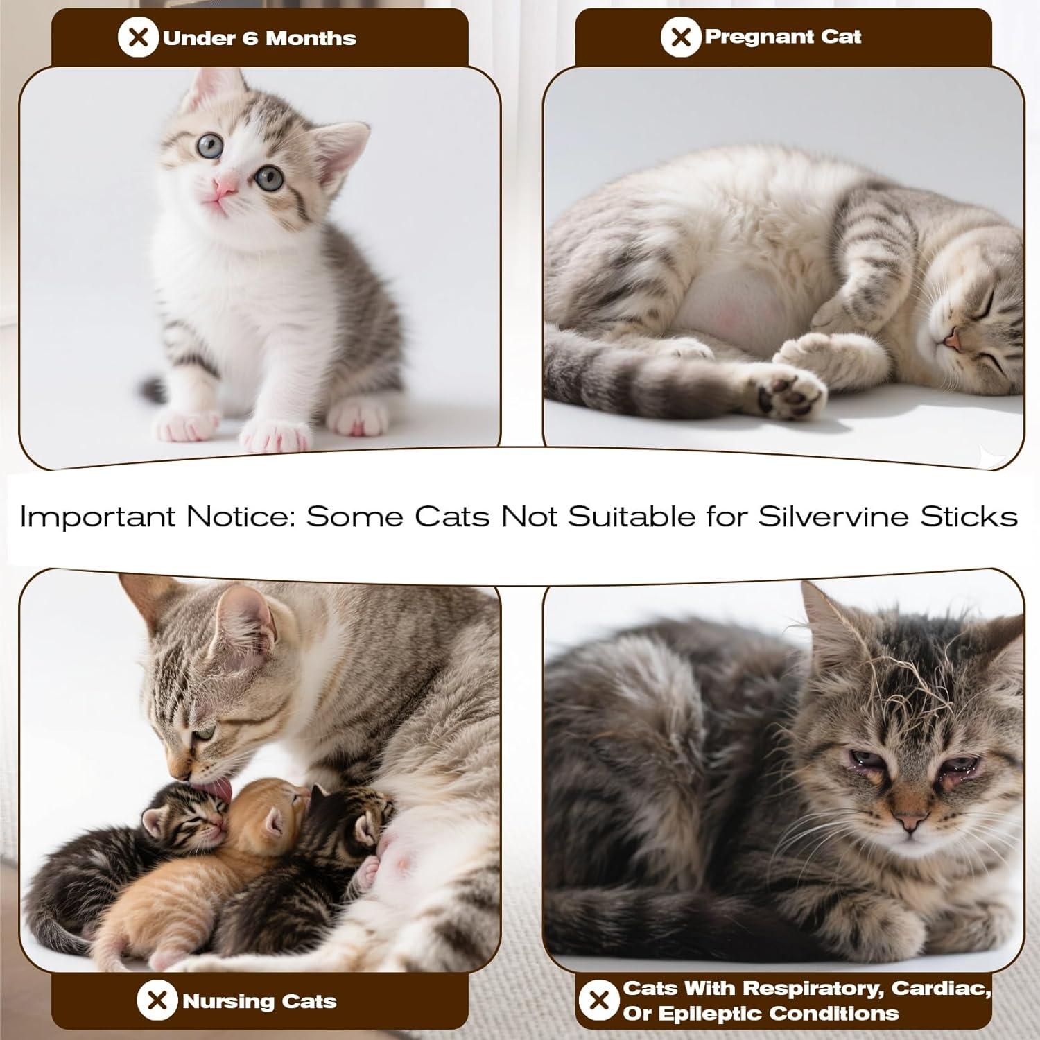 CARGEN Palos de Silvervine para Gatos - 12 Unidades, Cuidado Dental