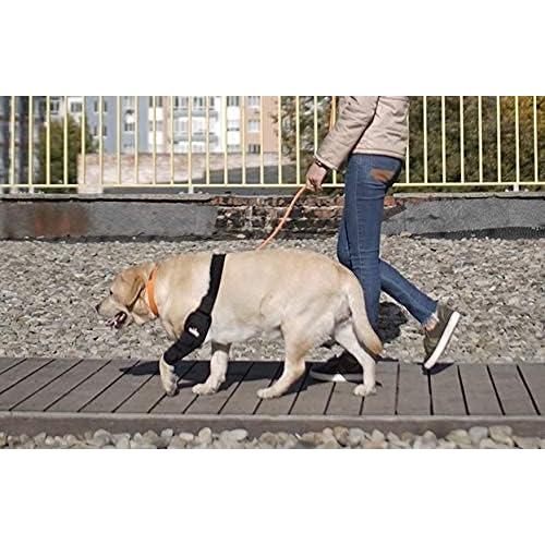 Protector de Codo NeoAlly Mediano para Perros - Pierna Derecha
