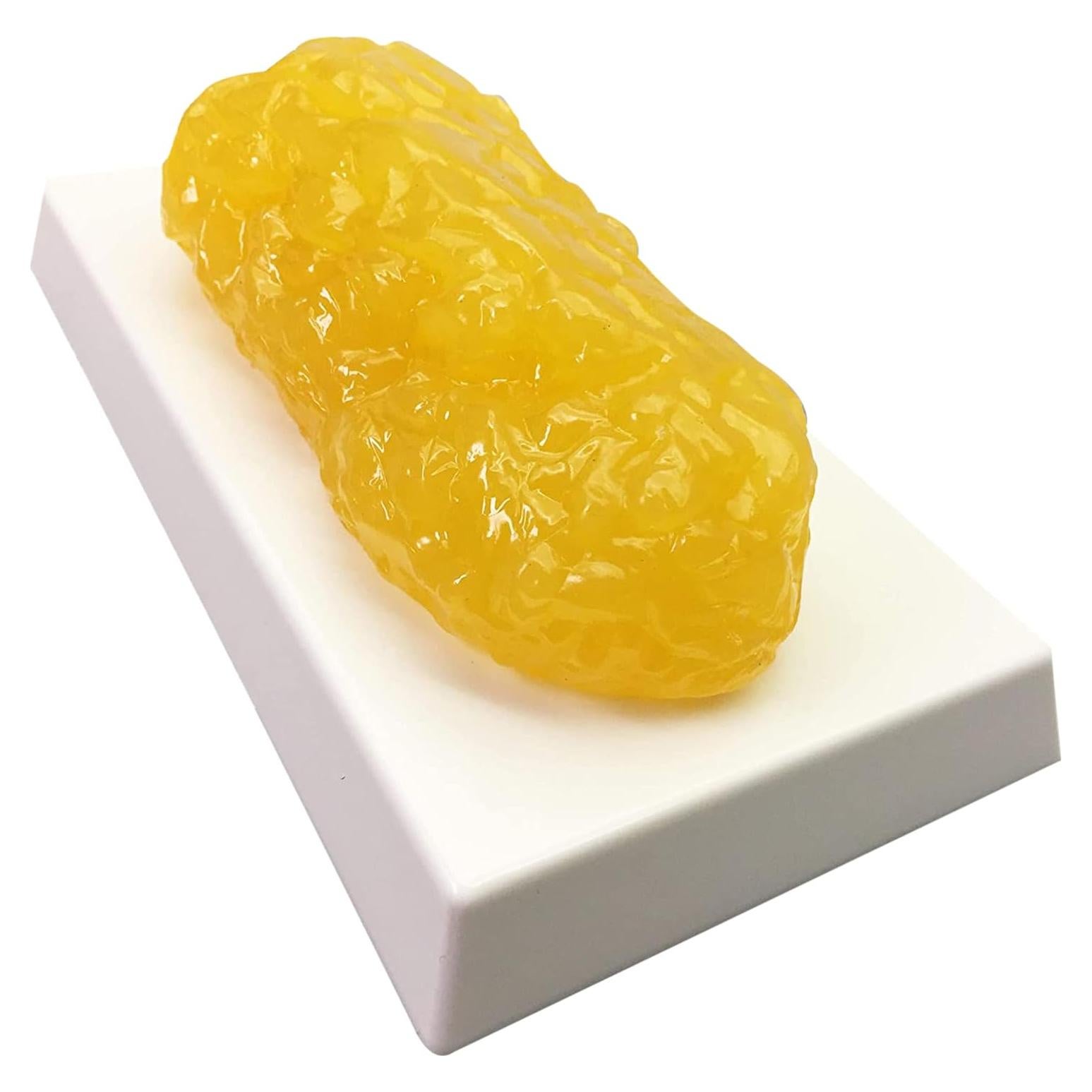 Réplica de Grasa Humana 1 kg Evviva Sciences Modelo Realista