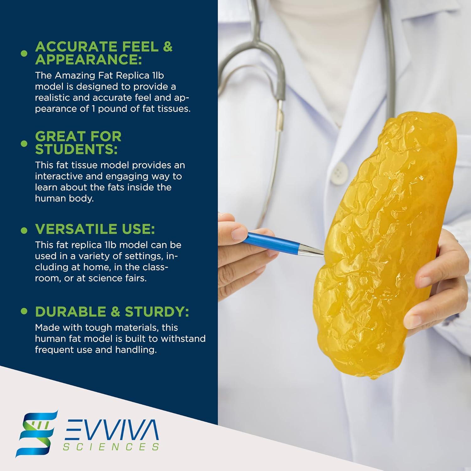 Réplica de Grasa Humana 1 kg Evviva Sciences Modelo Realista