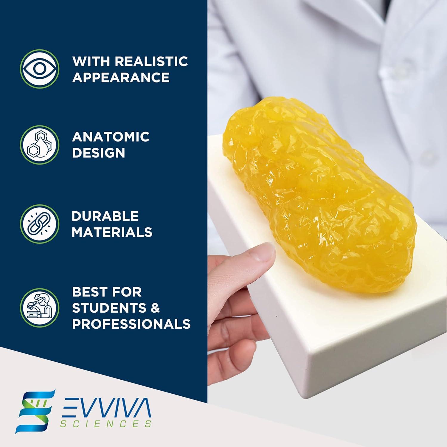 Réplica de Grasa Humana 1 kg Evviva Sciences Modelo Realista