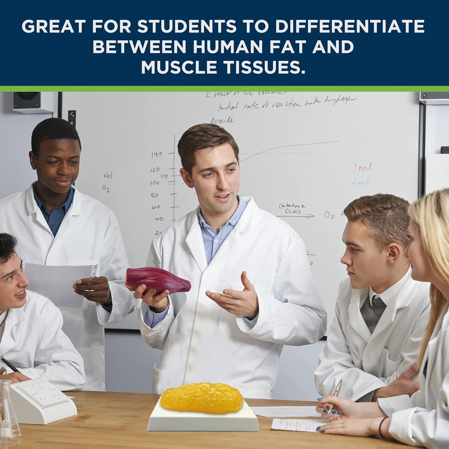 Réplica de Grasa Humana 1 kg Evviva Sciences Modelo Realista