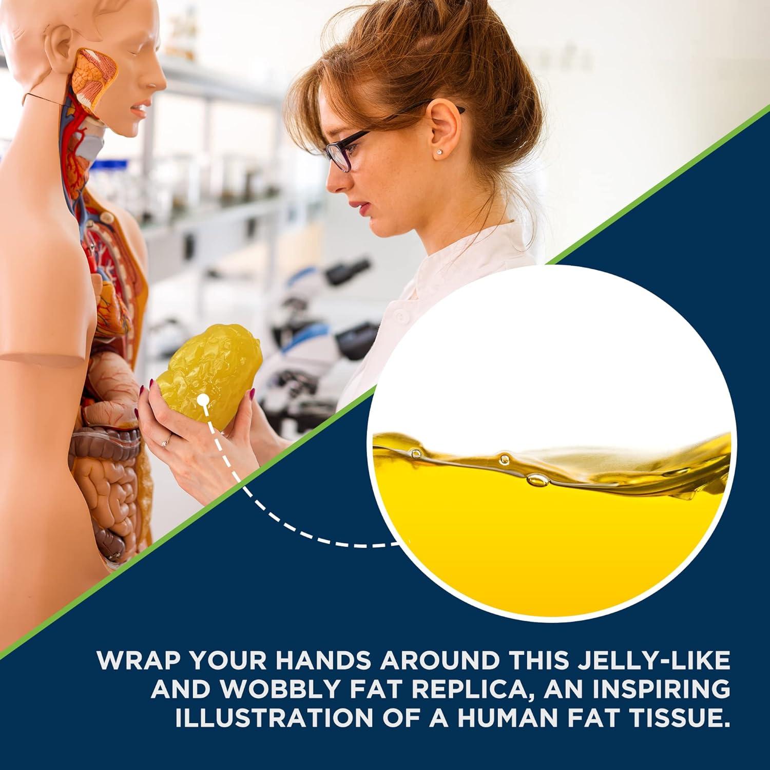 Réplica de Grasa Humana 1 kg Evviva Sciences Modelo Realista