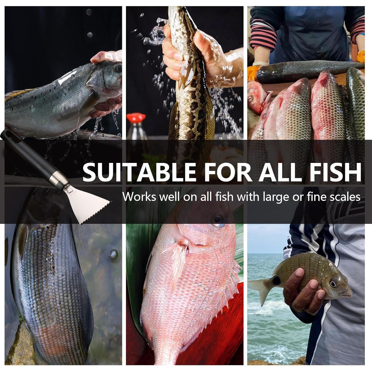 Removedor de Escamas de Pescado Esteopt 304A Acero Inoxidable