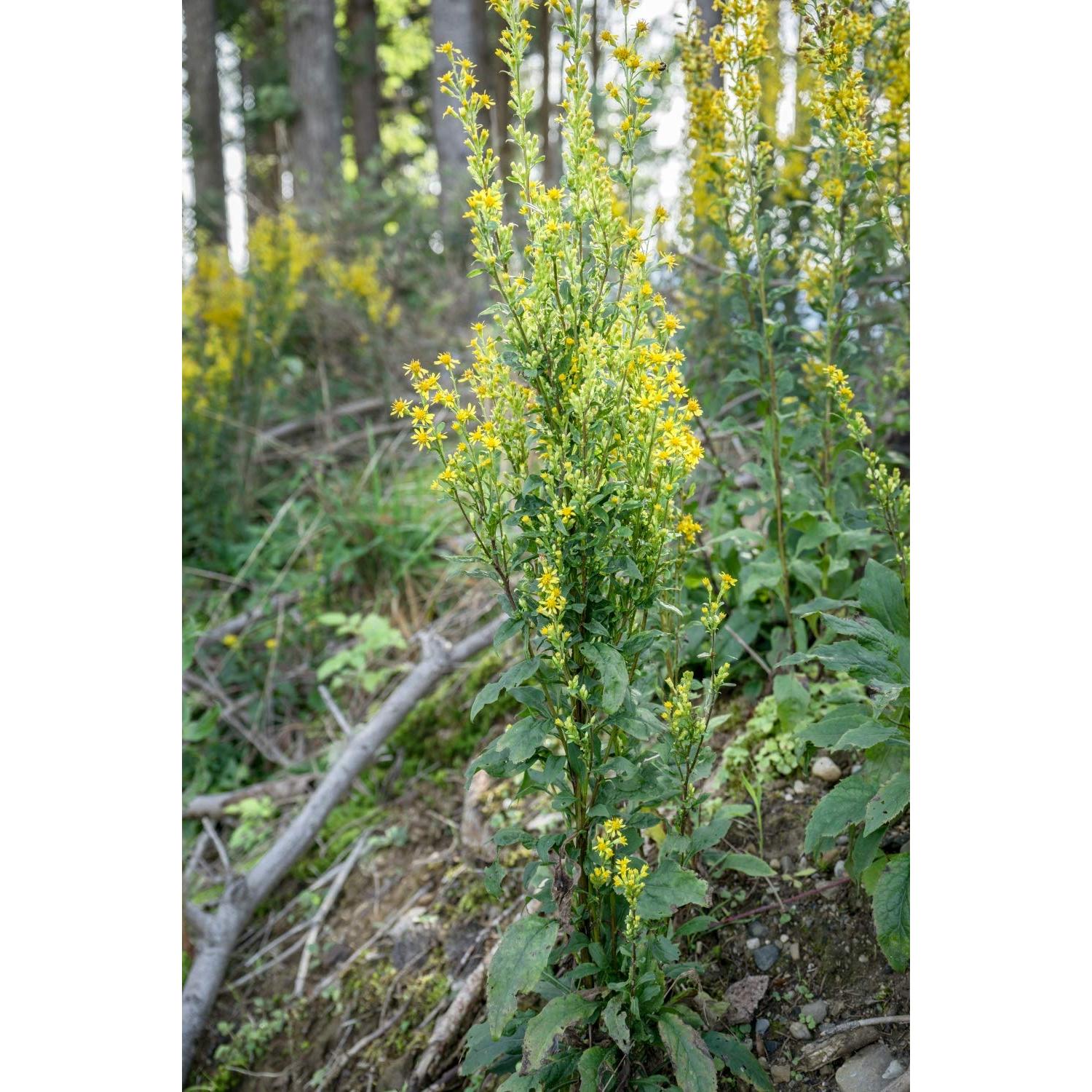 Té Herbal de Hierba de Goldenrod Health Embassy 50g