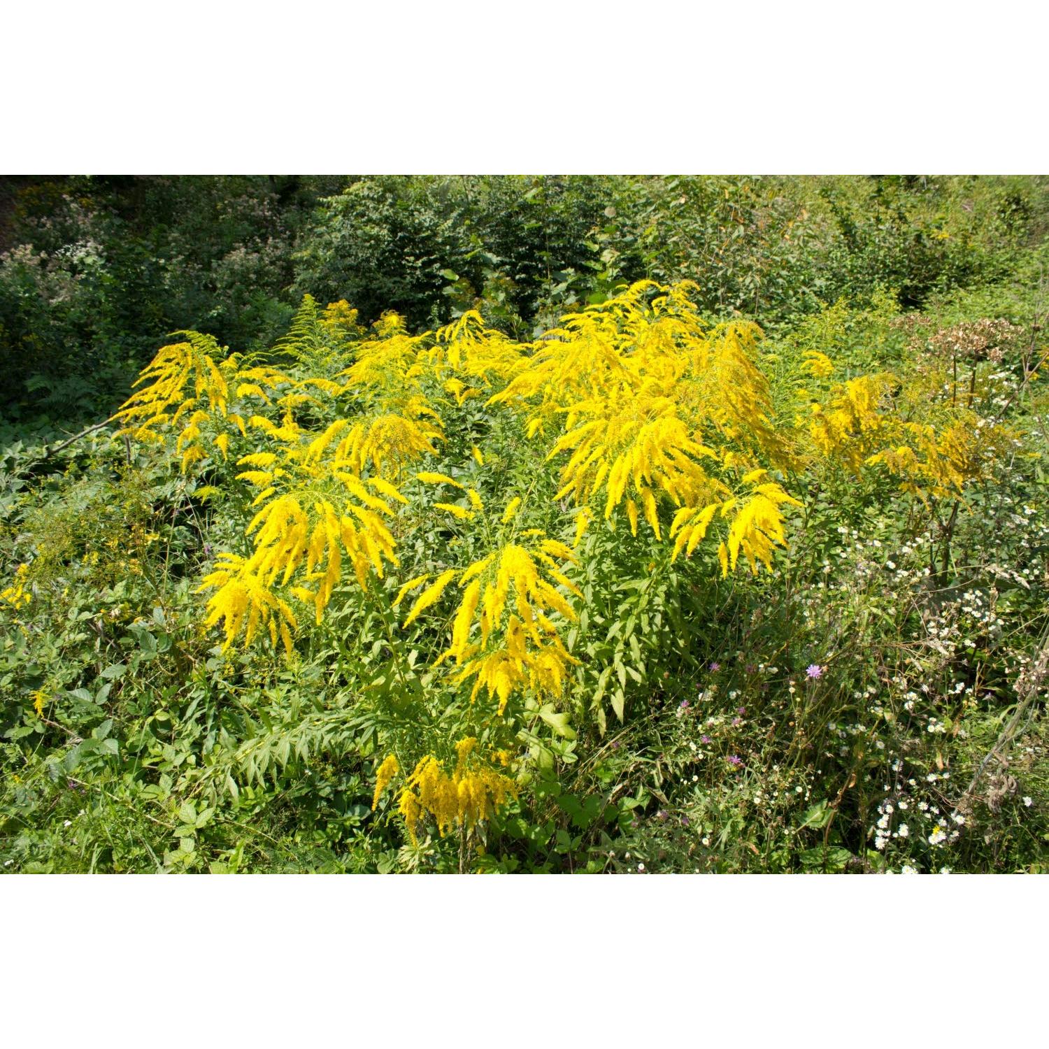 Té Herbal de Hierba de Goldenrod Health Embassy 50g