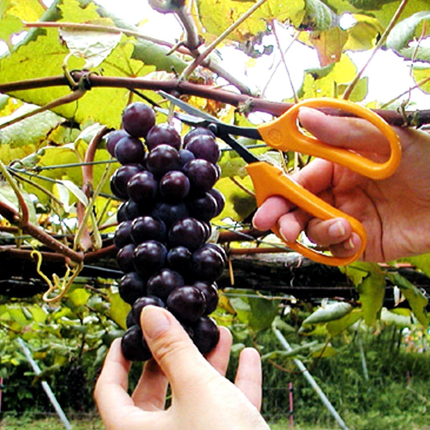 Tijeras de Cultivo ARS SS-320DXT Acero Inoxidable Cuchilla Recta