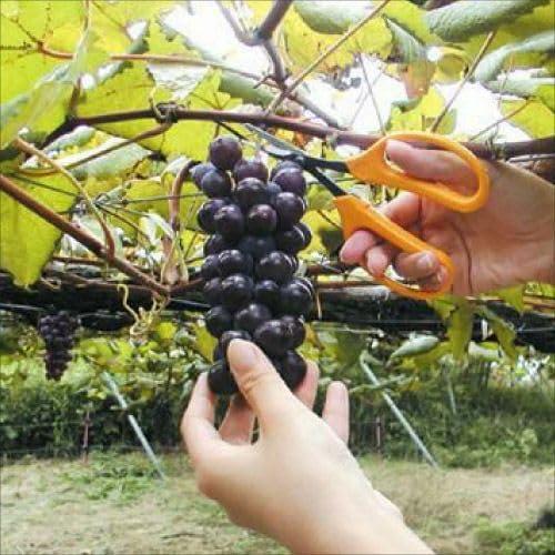 Tijeras de Cultivo ARS SS-320DXT Acero Inoxidable Cuchilla Recta