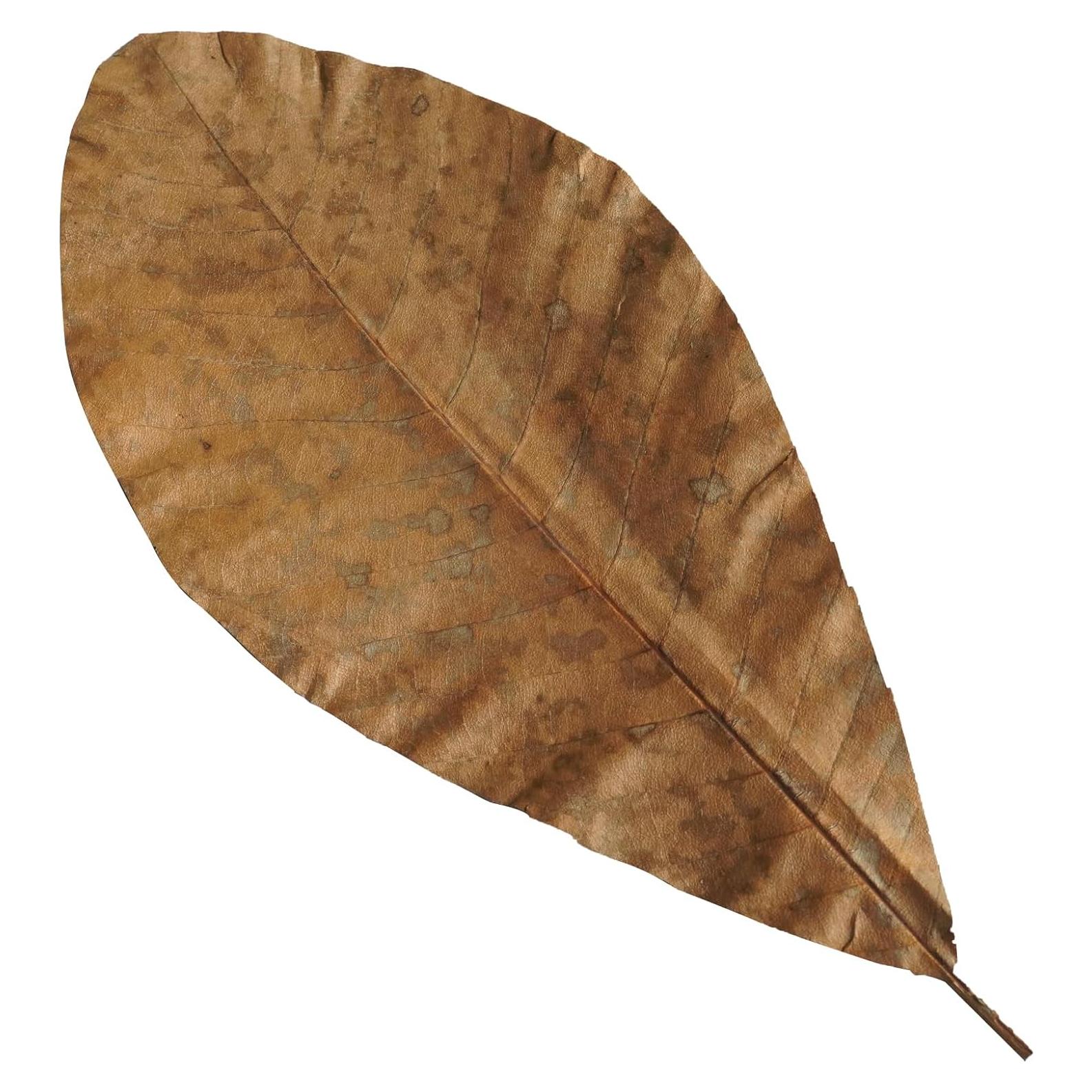 Plato de Sushi Ecológico Rainlily Wen Hoja Grande 40 Unidades